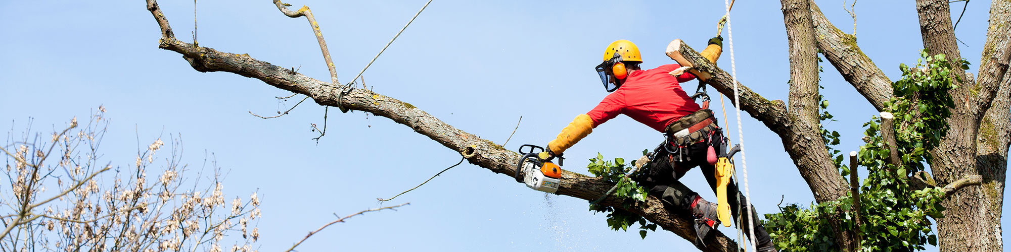Tree Removal Richardson, Texas