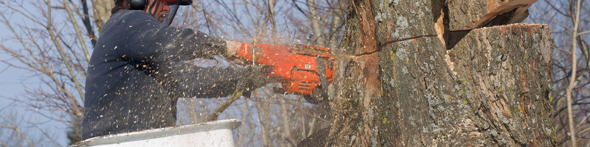 Professional Tree Service Richardson, Texas