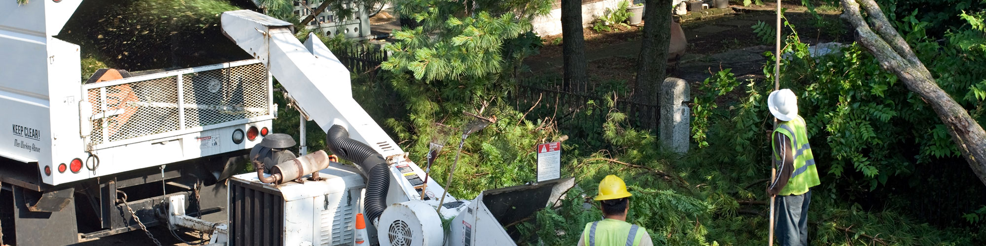 Tree Trimming Richardson, Texas