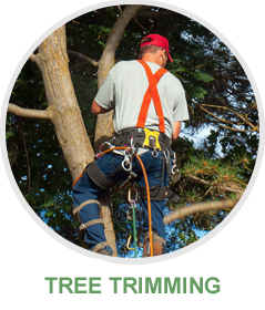 Richardson Tree Services